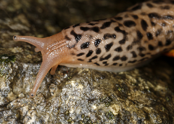 Tigerschnegel (Limax maximus) - © Gernot Kunz